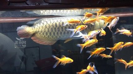 大金龍魚吃什么最好養大金龍魚飼養注意事項：大金龍魚吃什么最好以及飼養注意事項的信息