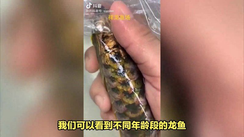 有哪些知名的古龍魚養殖場？