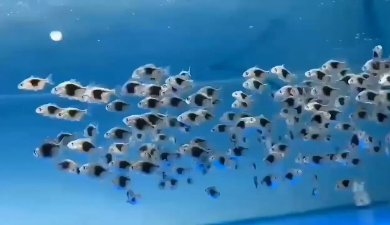 祥龍魚場黑桃A品種特點：黑桃a觀賞價值提升方法,黑桃a市場價格波動原因