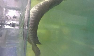 金龍魚26度水溫行嗎（養金龍魚的水溫多少合適金龍魚的水溫多少合適）