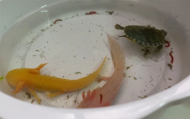 六角恐龍魚互動，六角恐龍魚互動游戲是一種以六角恐龍為主題的互動游戲