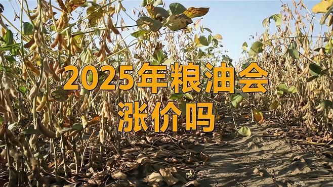 金龍魚和胡花幾哪個好