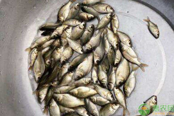 中國魚苗批發最大市場