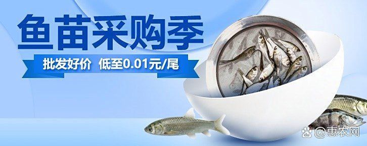 中國魚苗批發最大市場