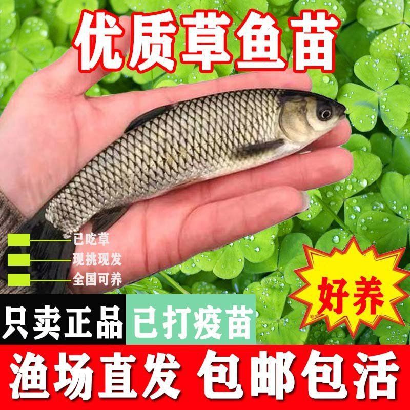 中國魚苗批發最大市場