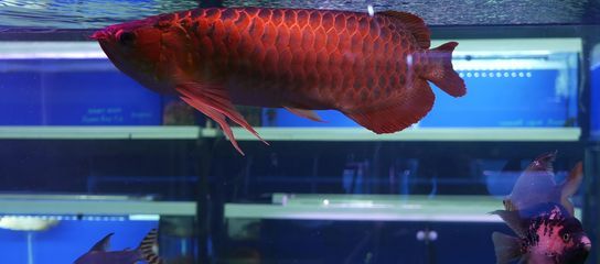 龍魚撞缸全身血塊怎么辦?。堲~撞缸全身血塊怎么辦）