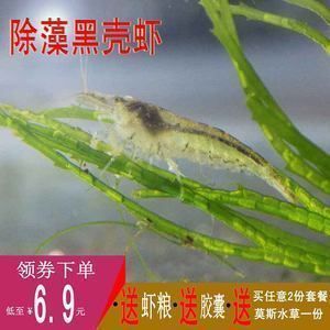 龍魚能吃黑殼蝦嗎：恐龍魚能吃黑殼蝦但需要注意的是，恐龍魚能吃黑殼蝦嗎