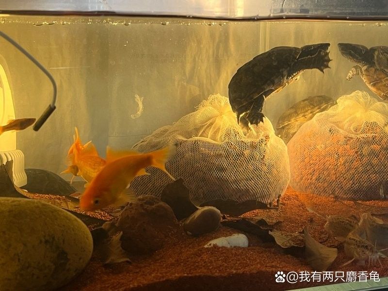 麝香龜和雷龍魚混養嗎