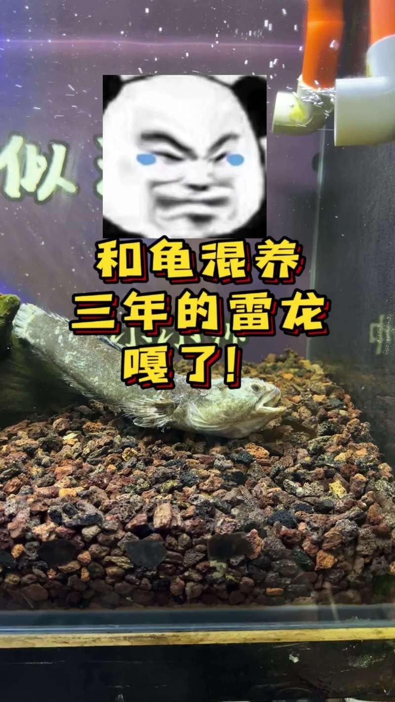 麝香龜和雷龍魚混養嗎
