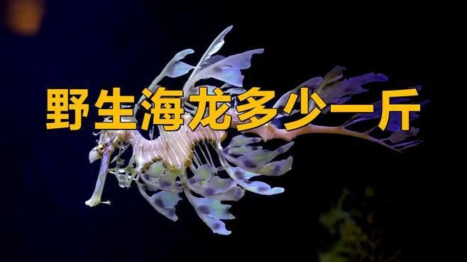 海龍的價格差異大嗎？