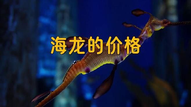 海龍的價格差異大嗎？