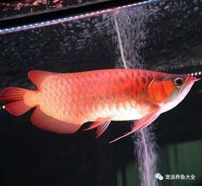 龍魚疾病圖解圖片大全大圖及治療：圖片高清大全龍魚疾病圖解