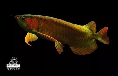 龍魚疾病圖解圖片大全大圖及治療：圖片高清大全龍魚疾病圖解