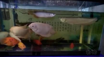 龍魚池塘能不能養魚：關于龍魚池塘養魚的一些關鍵信息