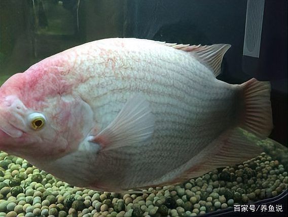 金魚尾鰭上有血絲