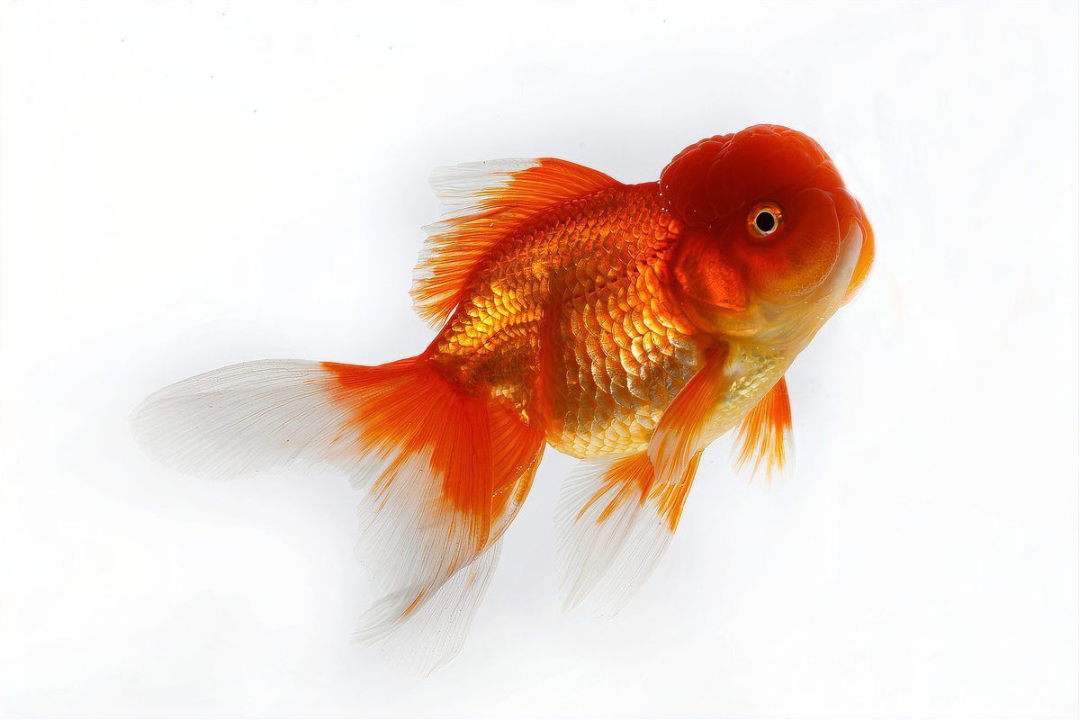 金魚尾鰭上有血絲