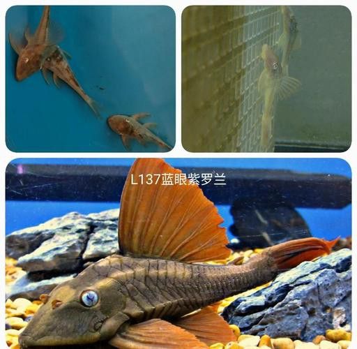 紫羅蘭龍魚(yú)是什么品種圖片