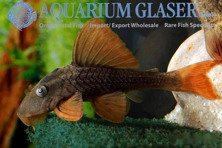 紫羅蘭龍魚(yú)是什么品種圖片