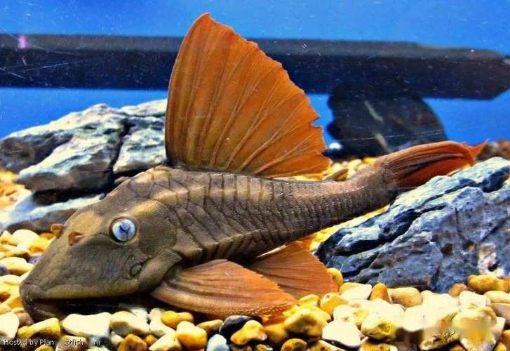 紫羅蘭龍魚(yú)是什么品種圖片
