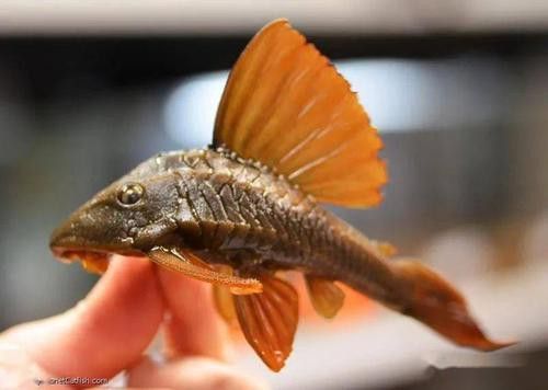 紫羅蘭龍魚(yú)是什么品種圖片
