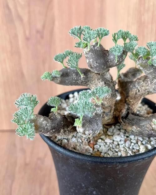 紫羅蘭龍魚(yú)是什么品種圖片