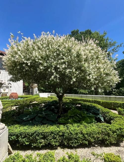 紫羅蘭龍魚(yú)是什么品種圖片