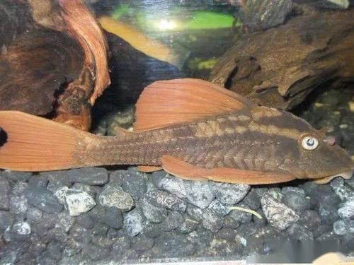 紫羅蘭龍魚(yú)是什么品種圖片