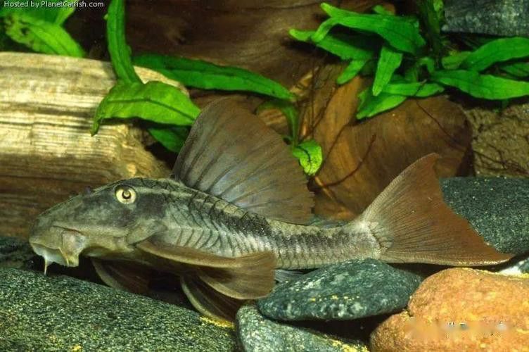 紫羅蘭龍魚(yú)是什么品種圖片