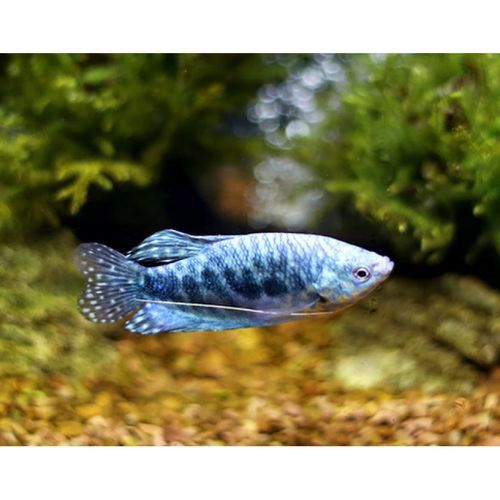 紫羅蘭龍魚(yú)是什么品種圖片