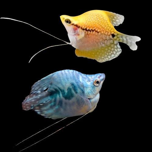 紫羅蘭龍魚(yú)是什么品種圖片