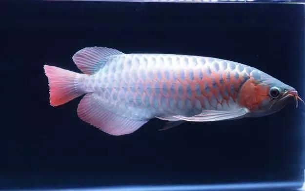 龍魚(yú)的鱗片有用嗎:關(guān)于龍魚(yú)鱗片的一些詳細(xì)作用 龍魚(yú)百科 第5張 龍魚(yú)的鱗片有用嗎:關(guān)于龍魚(yú)鱗片的一些詳細(xì)作用 龍魚(yú)的鱗片有用嗎:關(guān)于龍魚(yú)鱗片的一些詳細(xì)作用 龍魚(yú)百科 第5張