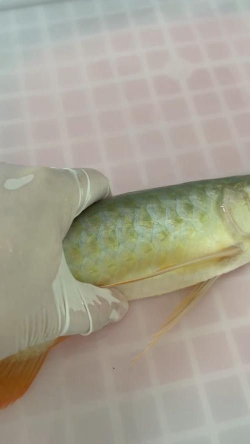龍魚麻醉方法有哪些圖片大全