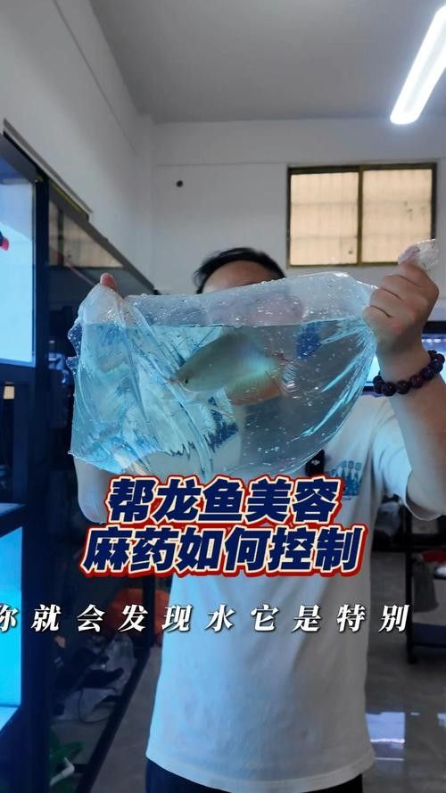 龍魚麻醉方法有哪些圖片大全