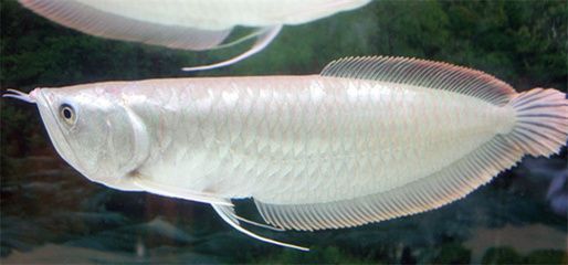 家養銀龍魚能長多大（銀龍魚一年可以長多大）