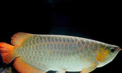 家養銀龍魚能長多大（銀龍魚一年可以長多大）