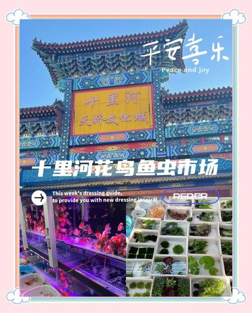 北京哪里有賣龍魚的地方呀