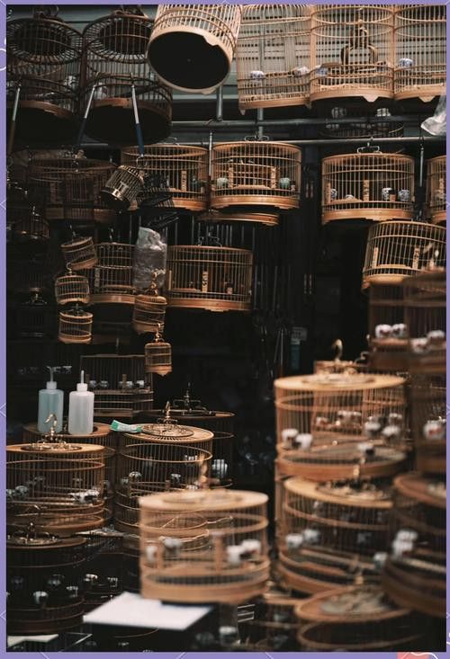 北京哪里有賣龍魚的地方呀