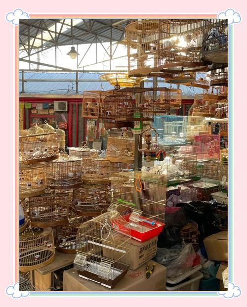 北京哪里有賣龍魚的地方呀