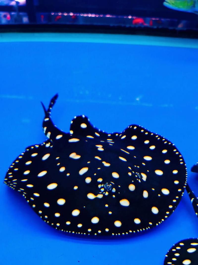 北京哪里有賣龍魚的地方呀