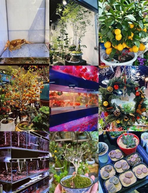 北京哪里有賣龍魚的地方呀