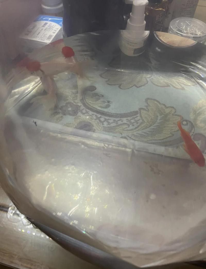 北京哪里有賣龍魚的地方呀