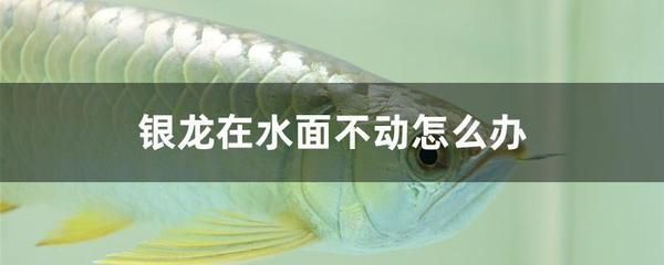 龍魚在水面不游動怎么回事：龍魚在水面不游動