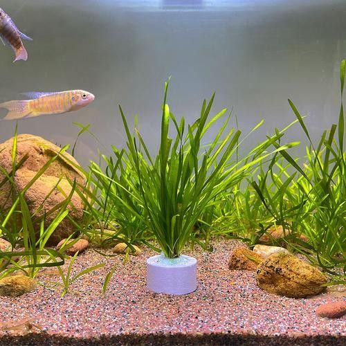 龍魚缸造景圖片高清