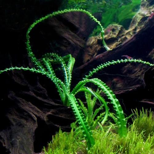 龍魚缸造景圖片高清