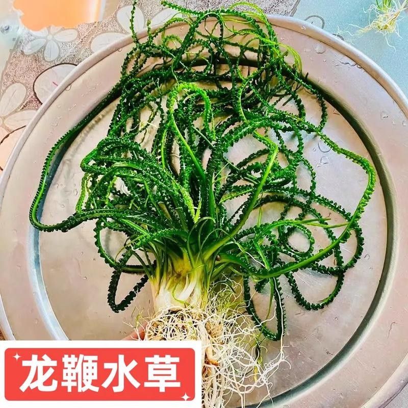 龍魚缸造景圖片高清