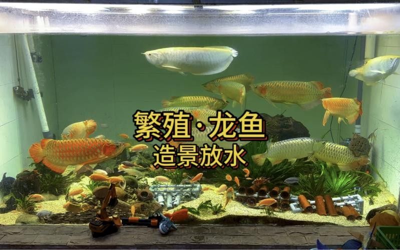 龍魚缸造景圖片高清