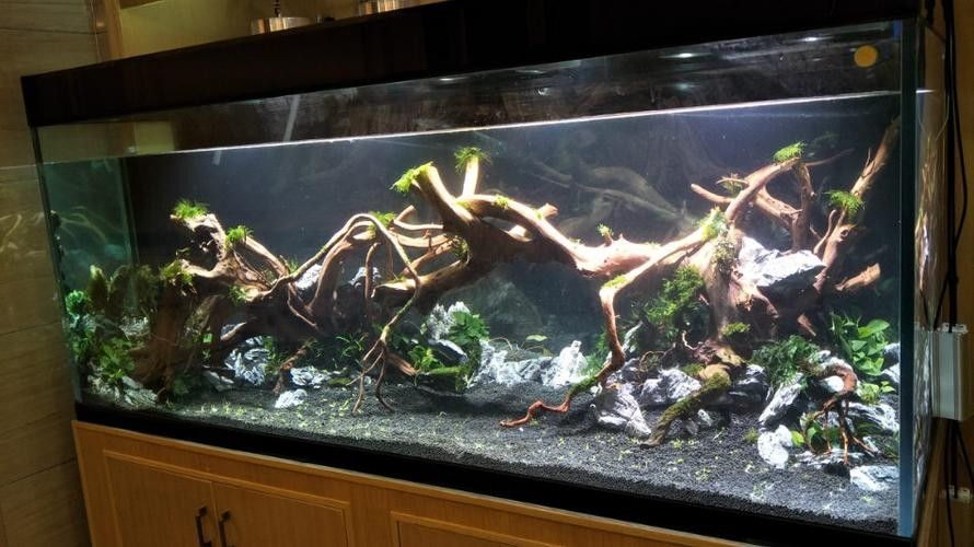 龍魚缸造景圖片高清