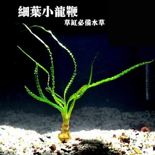 龍魚缸造景圖片高清