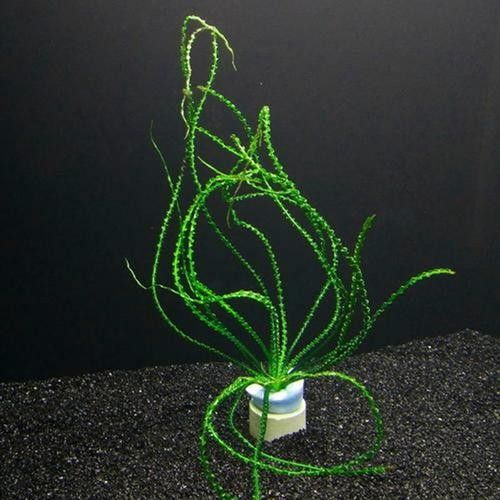 龍魚缸造景圖片高清