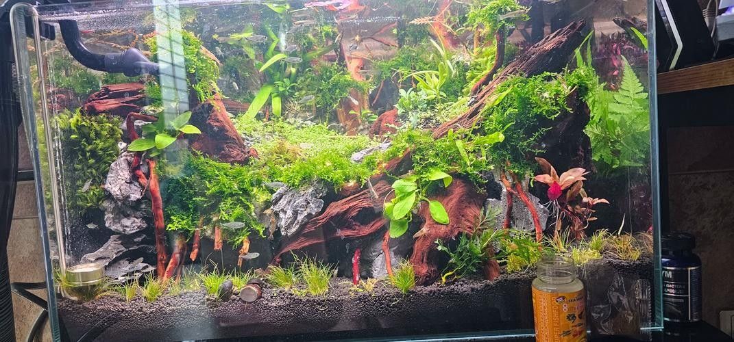 龍魚缸造景圖片高清